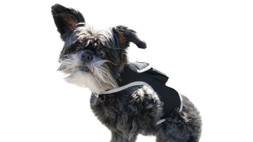 Mobile Tracking GPS GSM Pet Waterproof Rechargeable Locator Device NEW Size:L